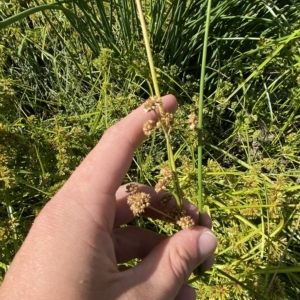 Juncus vaginatus at Garran, ACT - 4 Feb 2023 10:26 AM