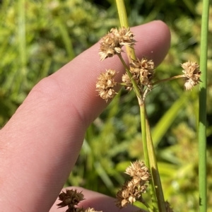 Juncus vaginatus at Garran, ACT - 4 Feb 2023