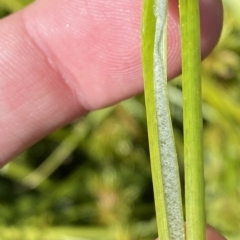 Juncus vaginatus at Garran, ACT - 4 Feb 2023