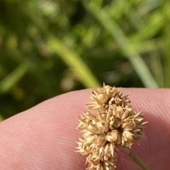 Juncus vaginatus at Garran, ACT - 4 Feb 2023 10:26 AM