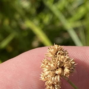 Juncus vaginatus at Garran, ACT - 4 Feb 2023 10:26 AM