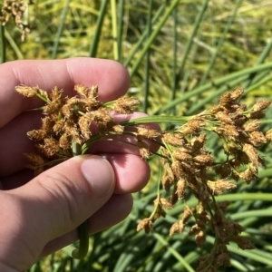 Schoenoplectus tabernaemontani at Garran, ACT - 4 Feb 2023