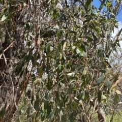 Eucalyptus dives (Broad-leaved Peppermint) at Red Hill Nature Reserve - 3 Feb 2023 by Tapirlord
