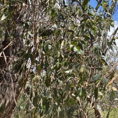 Eucalyptus dives (Broad-leaved Peppermint) at Red Hill Nature Reserve - 3 Feb 2023 by Tapirlord