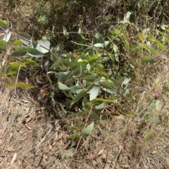 Eucalyptus dives at Deakin, ACT - 3 Feb 2023 02:38 PM