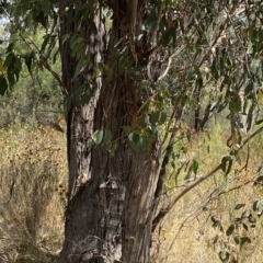 Eucalyptus dives at Deakin, ACT - 3 Feb 2023