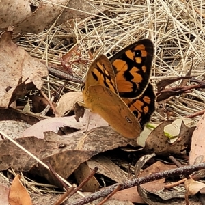 Heteronympha penelope at Molonglo Valley, ACT - 23 Feb 2023