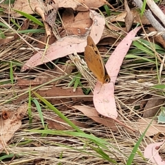 Heteronympha penelope at Molonglo Valley, ACT - 23 Feb 2023