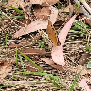 Heteronympha penelope at Molonglo Valley, ACT - 23 Feb 2023