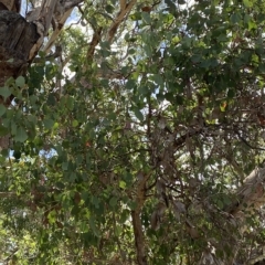 Eucalyptus polyanthemos (Red Box) at Red Hill Nature Reserve - 3 Feb 2023 by Tapirlord