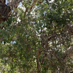 Eucalyptus polyanthemos at Red Hill, ACT - 3 Feb 2023