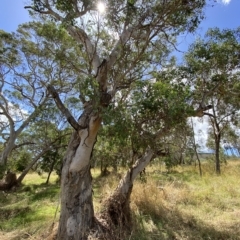 Eucalyptus polyanthemos at Red Hill Nature Reserve - 3 Feb 2023 02:34 PM