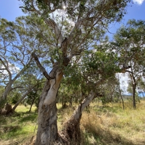 Eucalyptus polyanthemos at Red Hill, ACT - 3 Feb 2023