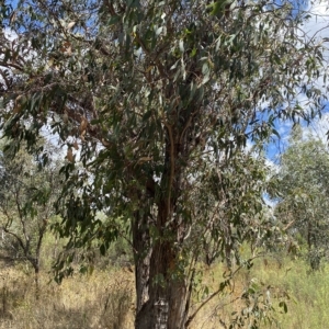 Eucalyptus polyanthemos at Red Hill, ACT - 3 Feb 2023