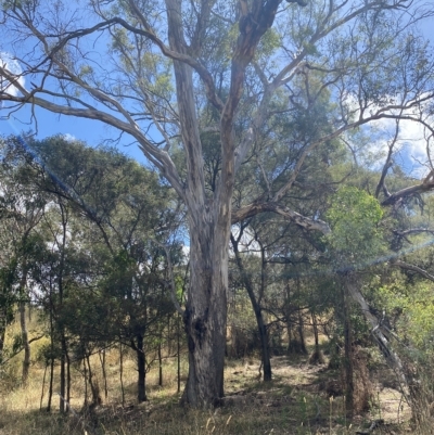 Eucalyptus melliodora (Yellow Box) at Red Hill Nature Reserve - 3 Feb 2023 by Tapirlord