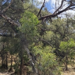 Eucalyptus melliodora at Red Hill Nature Reserve - 3 Feb 2023