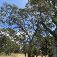 Eucalyptus melliodora at Red Hill Nature Reserve - 3 Feb 2023