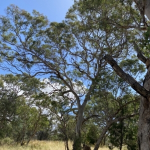 Eucalyptus melliodora at Deakin, ACT - 3 Feb 2023