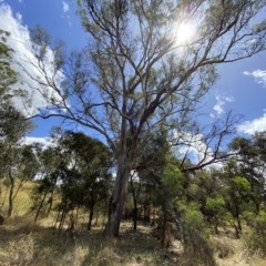 Eucalyptus melliodora at Deakin, ACT - 3 Feb 2023
