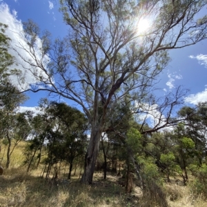 Eucalyptus melliodora at Red Hill Nature Reserve - 3 Feb 2023
