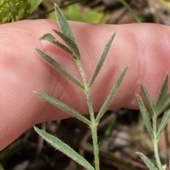 Swainsona sericea at Deakin, ACT - 3 Feb 2023