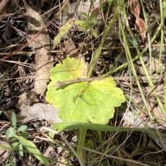 Hydrocotyle laxiflora (Stinking Pennywort) at Deakin, ACT - 3 Feb 2023 by Tapirlord