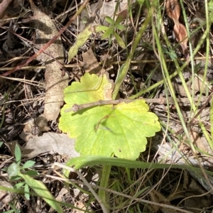 Hydrocotyle laxiflora at Deakin, ACT - 3 Feb 2023 02:28 PM