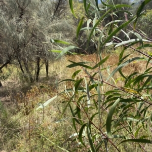 Acacia implexa at Deakin, ACT - 3 Feb 2023 02:28 PM