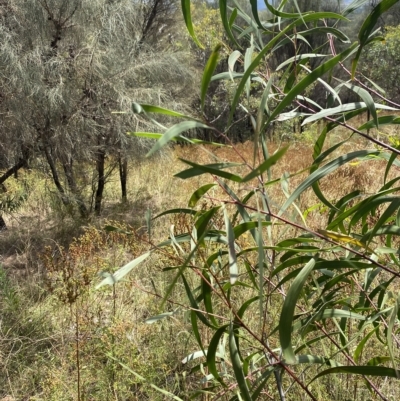 Acacia implexa (Hickory Wattle, Lightwood) at Red Hill Nature Reserve - 3 Feb 2023 by Tapirlord