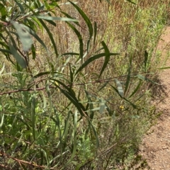 Acacia implexa at Deakin, ACT - 3 Feb 2023