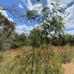 Acacia implexa at Deakin, ACT - 3 Feb 2023