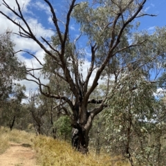 Eucalyptus bridgesiana (Apple Box) at Red Hill Nature Reserve - 3 Feb 2023 by Tapirlord