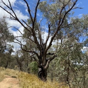 Eucalyptus bridgesiana at Red Hill, ACT - 3 Feb 2023