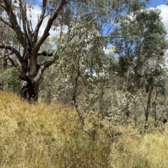Eucalyptus bridgesiana at Red Hill Nature Reserve - 3 Feb 2023