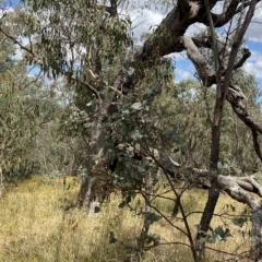 Eucalyptus bridgesiana at Red Hill Nature Reserve - 3 Feb 2023 02:15 PM