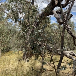 Eucalyptus bridgesiana at Red Hill Nature Reserve - 3 Feb 2023