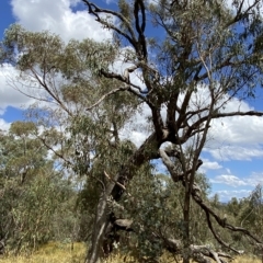 Eucalyptus bridgesiana at Red Hill Nature Reserve - 3 Feb 2023