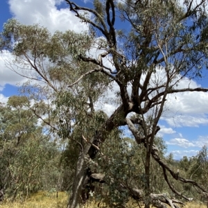 Eucalyptus bridgesiana at Red Hill, ACT - 3 Feb 2023