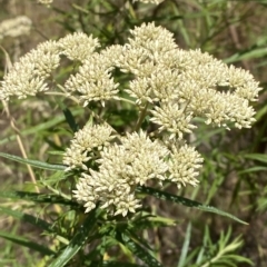 Cassinia longifolia (Shiny Cassinia, Cauliflower Bush) at GG44 - 3 Feb 2023 by Tapirlord