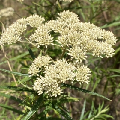 Cassinia longifolia (Shiny Cassinia, Cauliflower Bush) at Deakin, ACT - 3 Feb 2023 by Tapirlord