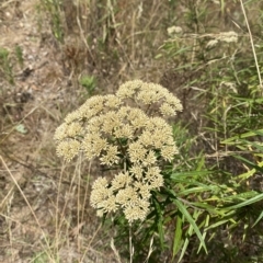 Cassinia longifolia at Deakin, ACT - 3 Feb 2023