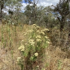 Cassinia longifolia at Deakin, ACT - 3 Feb 2023