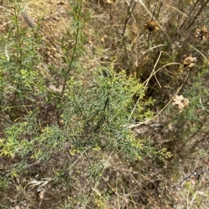 Cassinia quinquefaria at Red Hill, ACT - 3 Feb 2023 02:10 PM