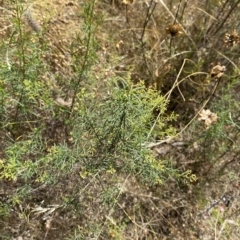 Cassinia quinquefaria (Rosemary Cassinia) at Red Hill, ACT - 3 Feb 2023 by Tapirlord