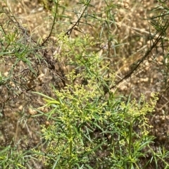 Cassinia quinquefaria at Red Hill, ACT - 3 Feb 2023 02:10 PM