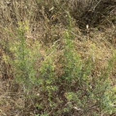 Cassinia quinquefaria at Red Hill, ACT - 3 Feb 2023 02:10 PM