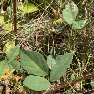 Glycine tabacina at Red Hill, ACT - 3 Feb 2023 02:09 PM