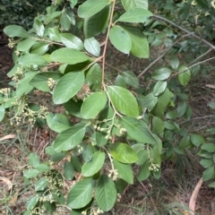 Cotoneaster glaucophyllus (Cotoneaster) at Red Hill to Yarralumla Creek - 3 Feb 2023 by Tapirlord