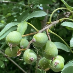 Sorbus domestica (Service Tree) at Red Hill to Yarralumla Creek - 3 Feb 2023 by Tapirlord