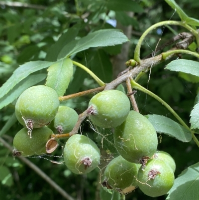 Sorbus domestica (Service Tree) at Hughes, ACT - 3 Feb 2023 by Tapirlord